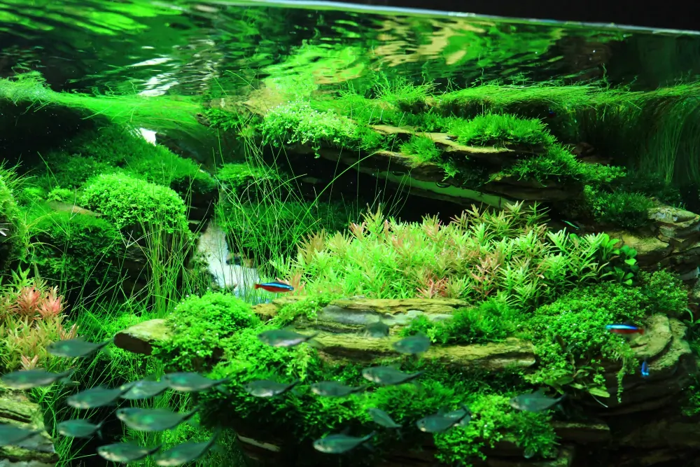 Final - The New Life of Old Stones